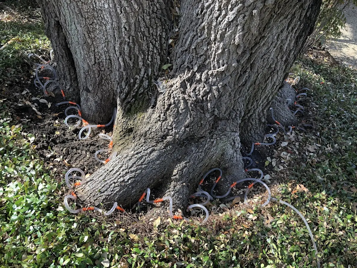 Detailed Tree Cabling and Bracing job site in Sandyville
