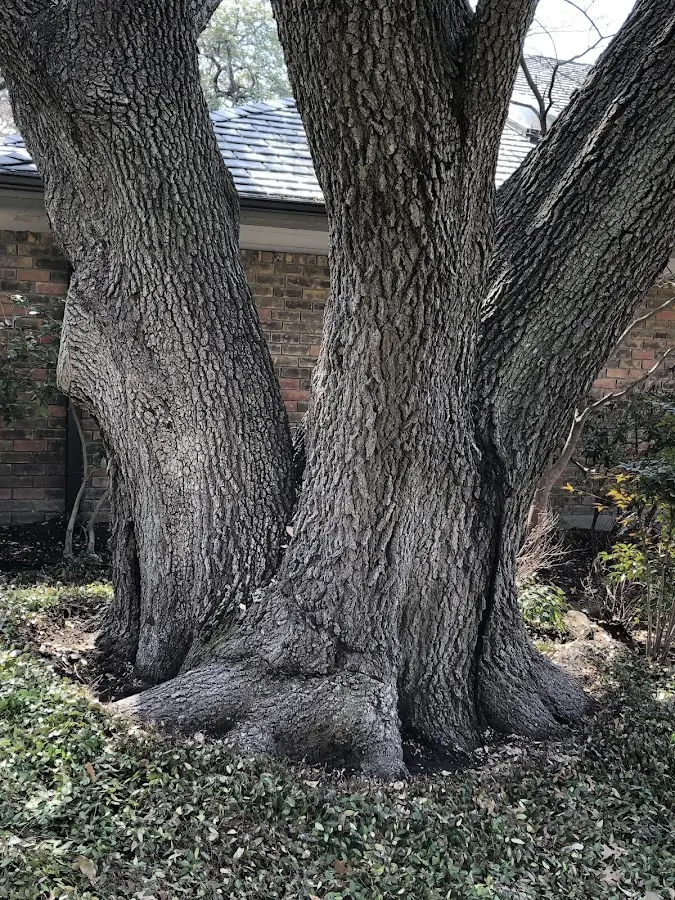 Mature heritage tree close to a Sandyville property cared for by certified arborists
